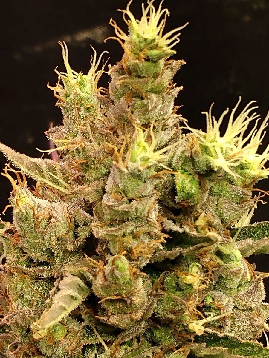 Pineapple Head Kush Fem Auto beans